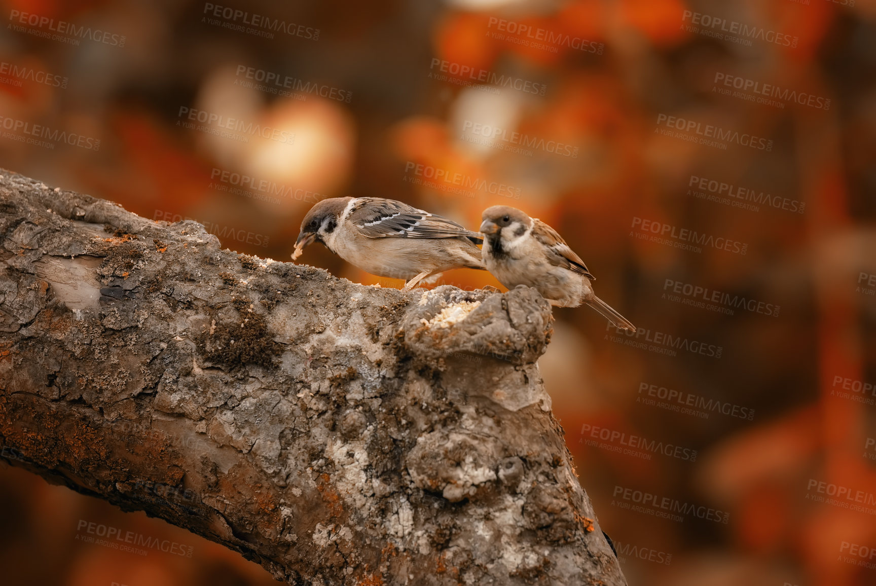 Buy stock photo Sparrows in autumn - sitting in a tree