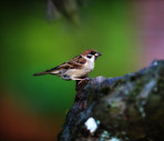 Garden sparrow