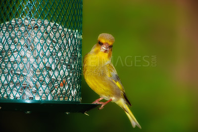 Buy stock photo Carduelis chloris - Greenfinch. Beautiful garden bird in Europe, incl. Denmark