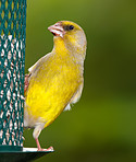 A telephoto of a beautiful greenfinch in summertime