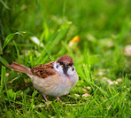 A photo of a young sparrow
