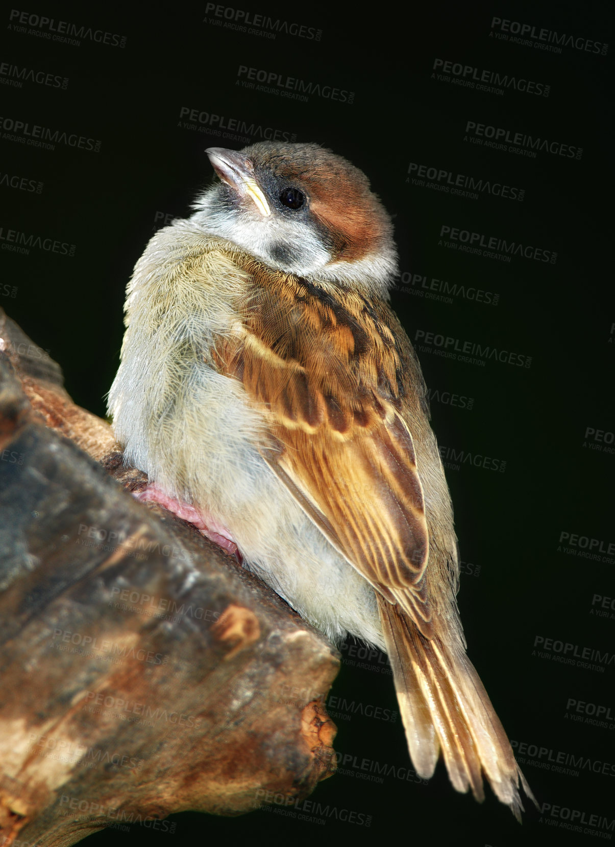 Buy stock photo Garden sparrow sitting on a tree