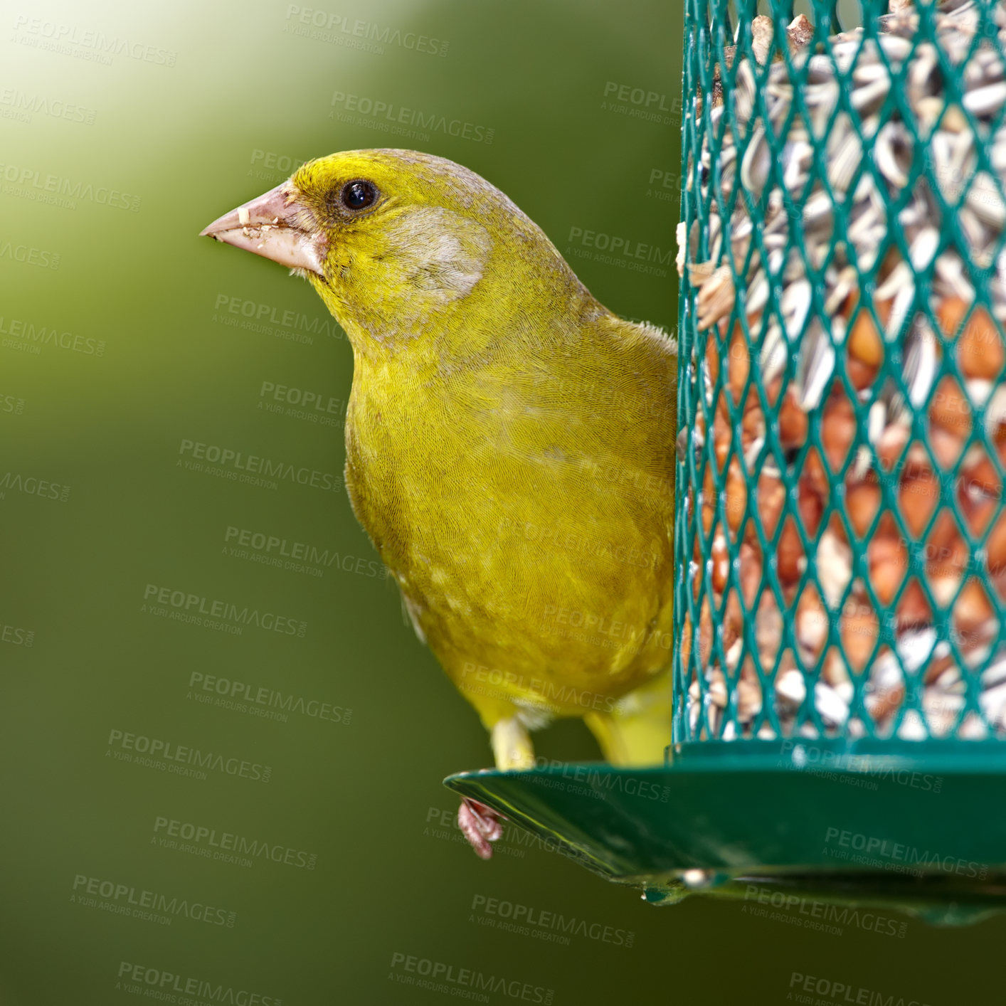 Buy stock photo A telephoto of a beautiful greenfinch in summertime