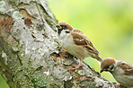 A tele photo of a sparrow