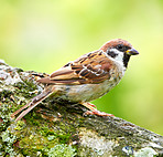 A photo of a young sparrow