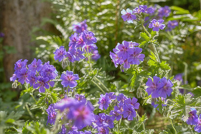 Buy stock photo Spring, flowers and plants in garden for wallpaper, healthy environment or blooming in sunshine. Purple geranium, bush or leaves in nature for growth, landscaping or Earth day awareness in background