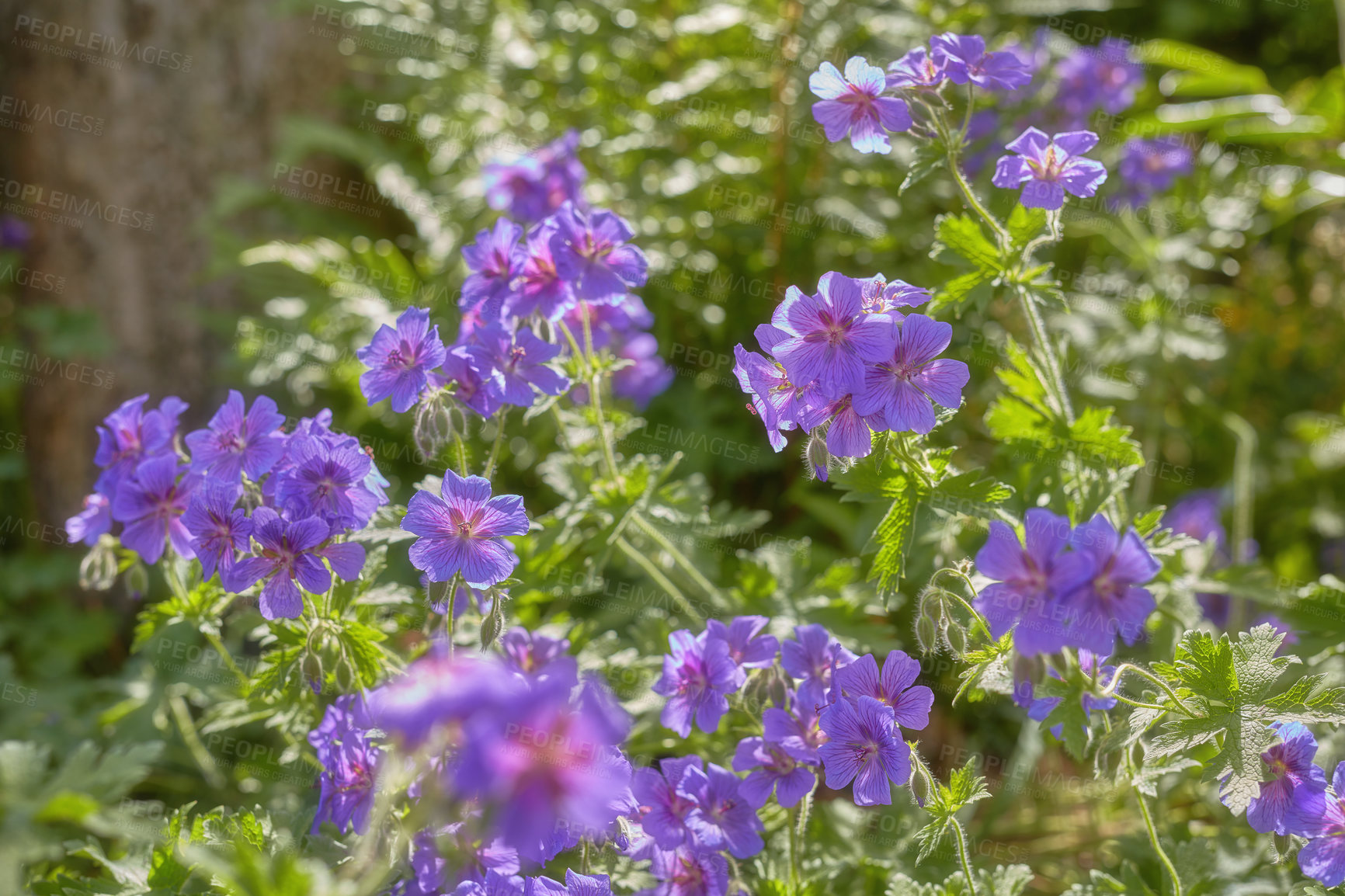 Buy stock photo Spring, flowers and plants in garden for wallpaper, healthy environment or blooming in sunshine. Purple geranium, bush or leaves in nature for growth, landscaping or Earth day awareness in background