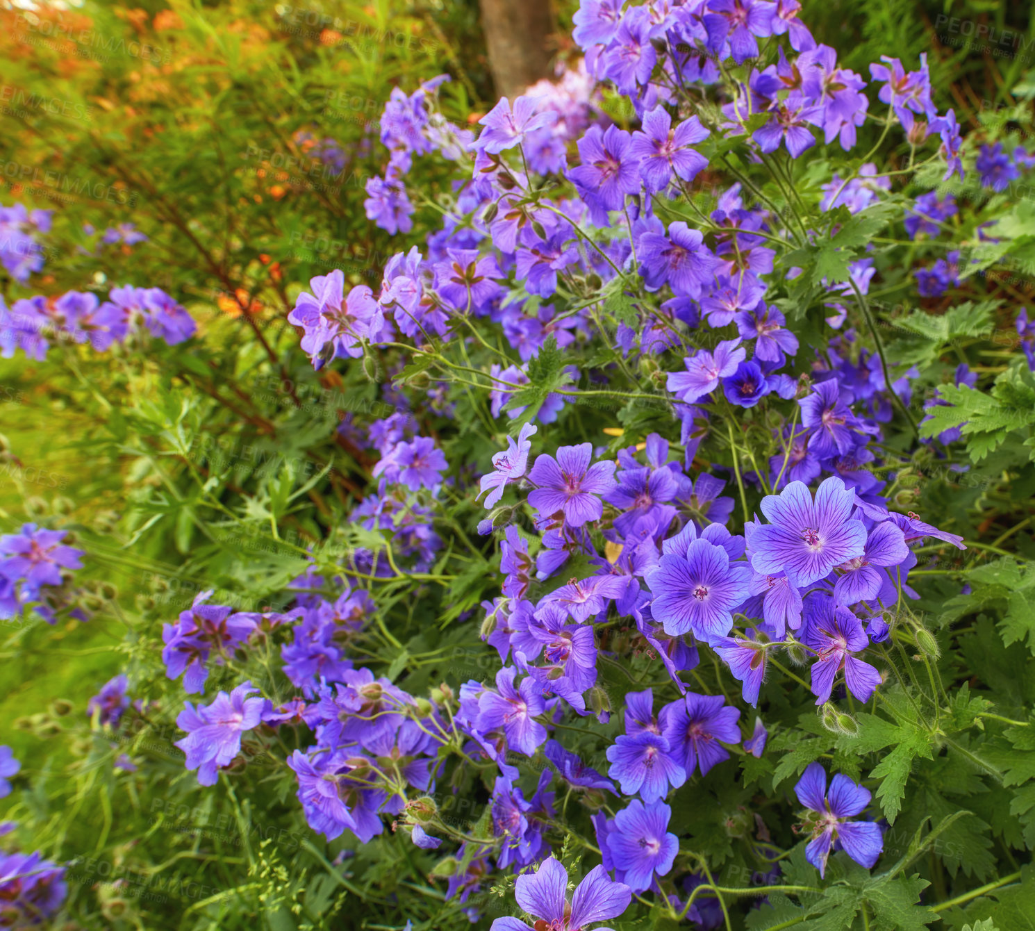 Buy stock photo A photo of the garden in summertime