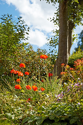 Buy stock photo Poppy flowers, garden and outdoor in spring with leaves, trees and growth with sunshine in countryside. Landscape, plants and bloom with blossom, color and bush in environment with shrub in Iran