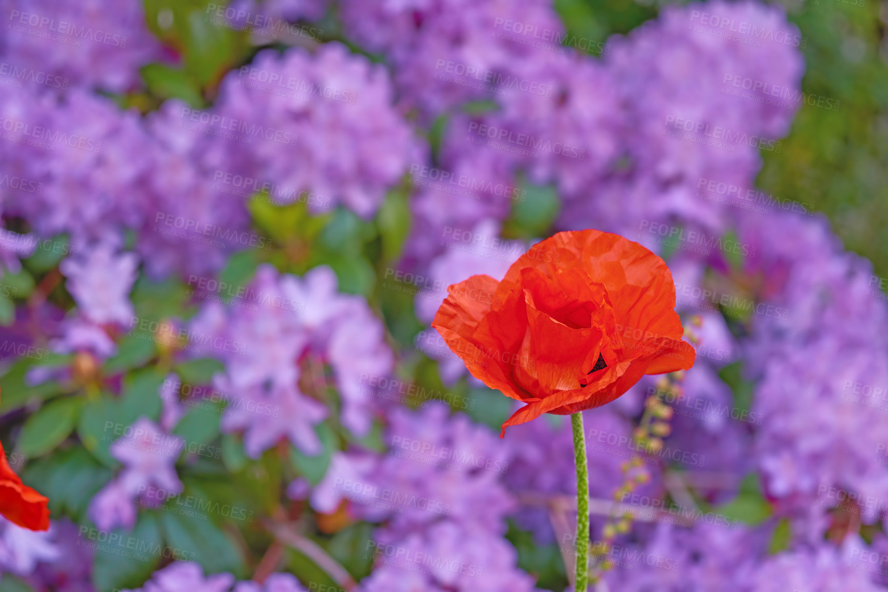 Buy stock photo Poppy, flowers and garden growth outdoor with environment, sustainable development and floral. Aesthetic, lupins blossom and ecology process, natural gardening and botanical plantation with nature