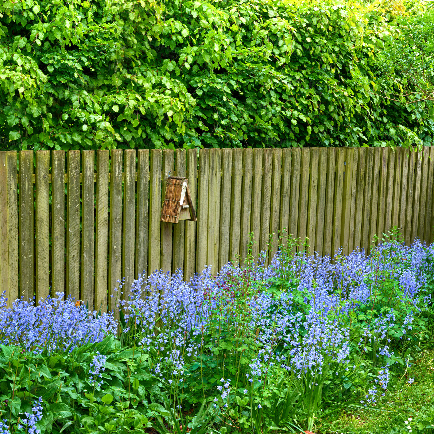 Buy stock photo Flowers, plants and fence in backyard of garden with natural growth, sustainability and ecology. Bluebell, wooden barricade and landscaping in nature environment with overgrown leaves and mailbox