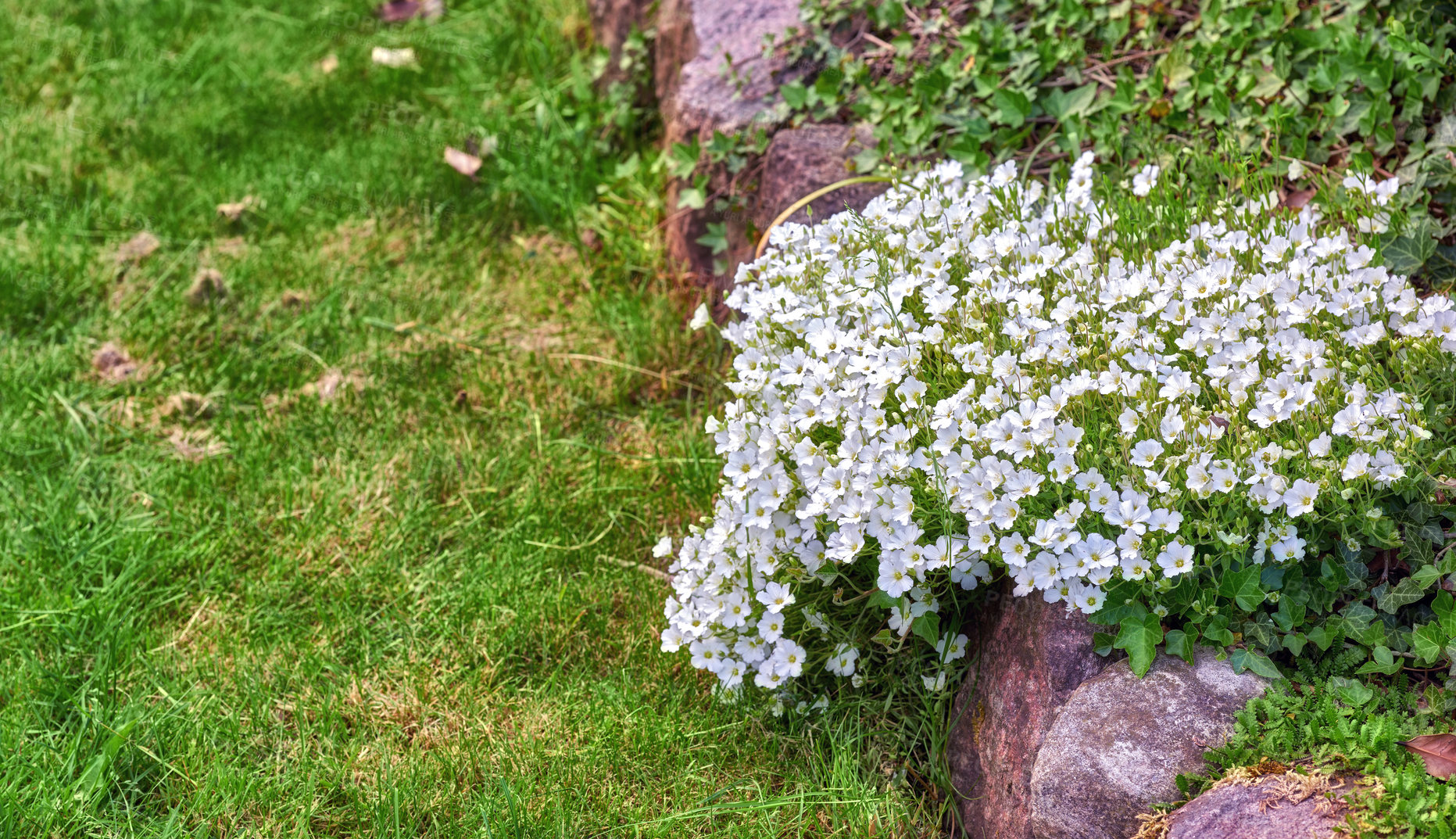 Buy stock photo Veronica repens, flowers and garden growth outdoor with environment , sustainable development and floral. Aesthetic, blossom and ecology process, natural gardening and botanical plantation for nature