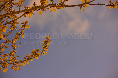 Buy stock photo Tree branch, evening and twilight outdoor with autumn leaves, cloud and sunset in nature. Mockup space, plants and wood with fall, growth and botanical garden below with colorful sky and desk