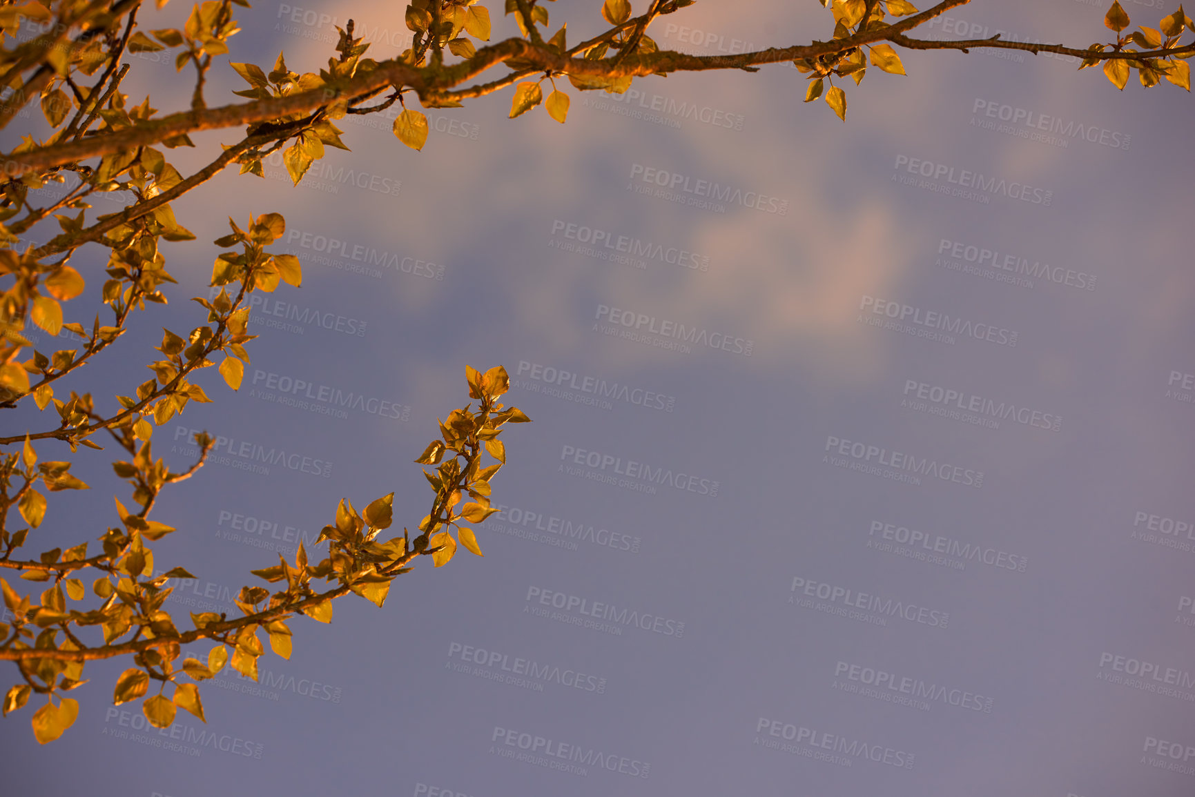 Buy stock photo Tree branch, evening and twilight outdoor with autumn leaves, cloud and sunset in nature. Mockup space, plants and wood with fall, growth and botanical garden below with colorful sky and desk