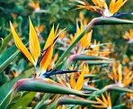 Bold bunch of blooms