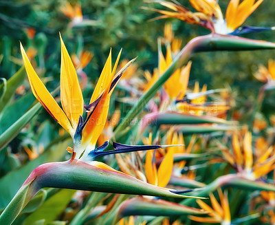 Buy stock photo A photo of the garden in summertime