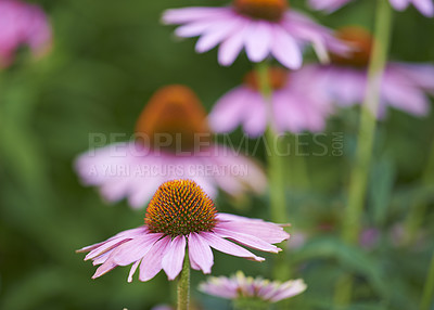 Buy stock photo Flowers, nature and plants with leaves as blossom for floral, ecology and outdoor in season. Biology, earth and textures in springtime as botany or echinacea for landscaping as backgrounds in garden