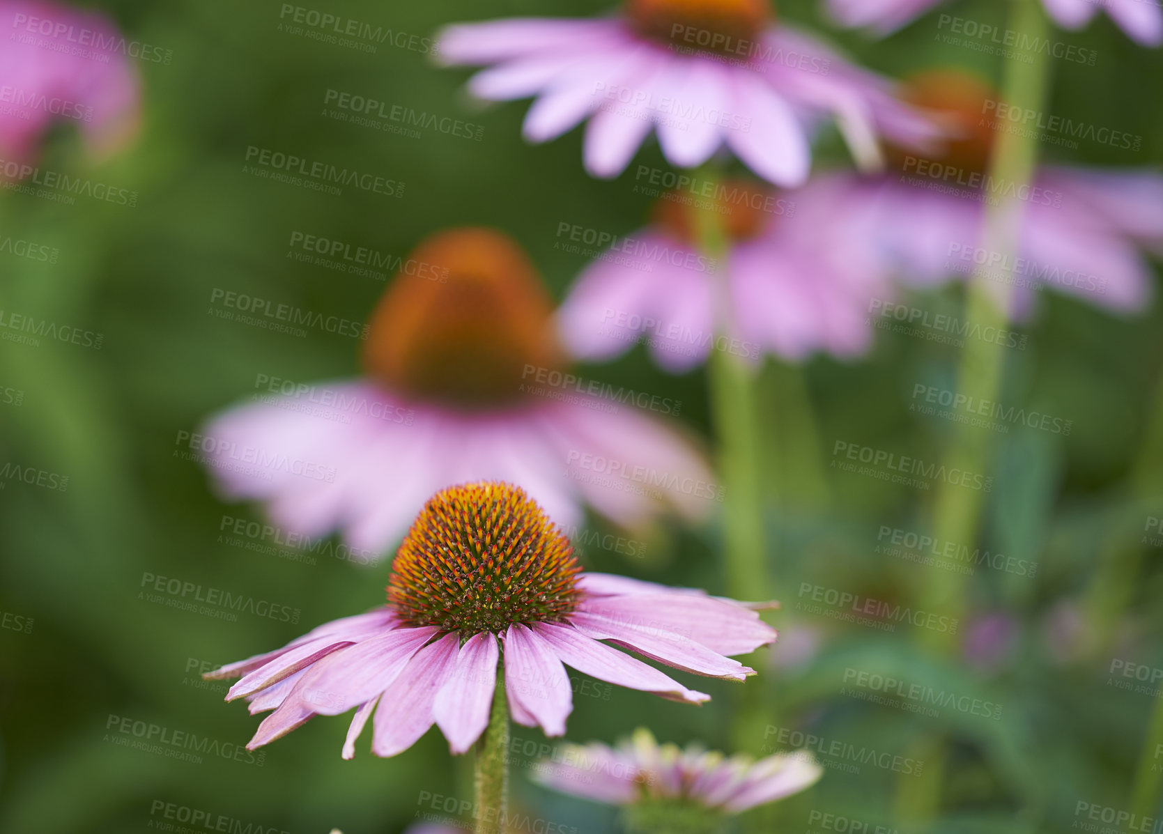 Buy stock photo Flowers, nature and plants with leaves as blossom for floral, ecology and outdoor in season. Biology, earth and textures in springtime as botany or echinacea for landscaping as backgrounds in garden