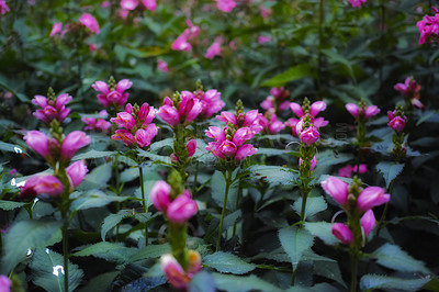 Buy stock photo Red turtlehead, flowers and spring in garden with bush, leaves and blur with sunshine in countryside. Landscape, plants and bloom with blossom, color and floral shrub in environment in England