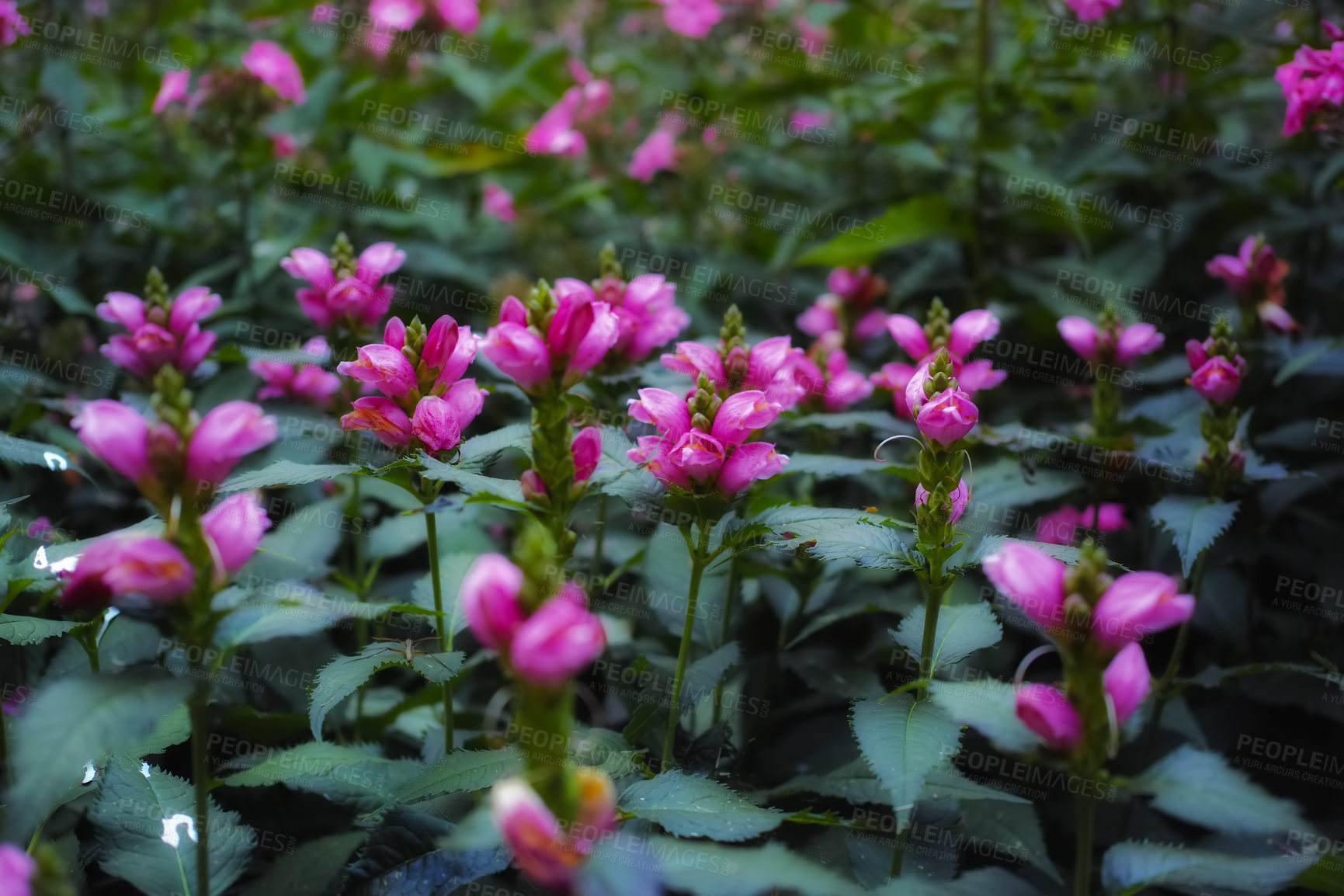 Buy stock photo Red turtlehead, flowers and spring in garden with bush, leaves and blur with sunshine in countryside. Landscape, plants and bloom with blossom, color and floral shrub in environment in England