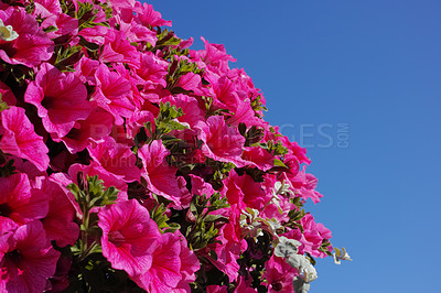 Buy stock photo Petunia, flowers and garden with growth outdoor of environment nature, sustainable development and floral. Aesthetic, blossom and ecology process, natural gardening and botanical plantation for decor