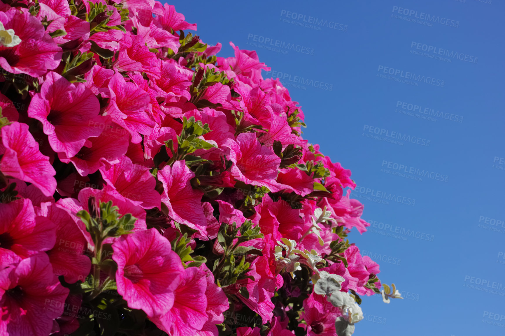 Buy stock photo Petunia, flowers and garden with growth outdoor of environment nature, sustainable development and floral. Aesthetic, blossom and ecology process, natural gardening and botanical plantation for decor