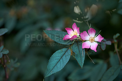 Buy stock photo Rosa glauca flowers, garden and outdoor in spring with leaves, trees and growth with sunshine in countryside. Redleaf rose, plants and bloom with blossom, color and bush in environment in Spain