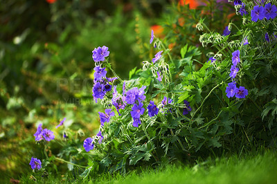 Buy stock photo Spring, flowers and plants in nature for wallpaper, healthy environment or blooming in sunshine. Purple geranium, bush or leaves in garden for growth, landscaping or Earth day awareness in background