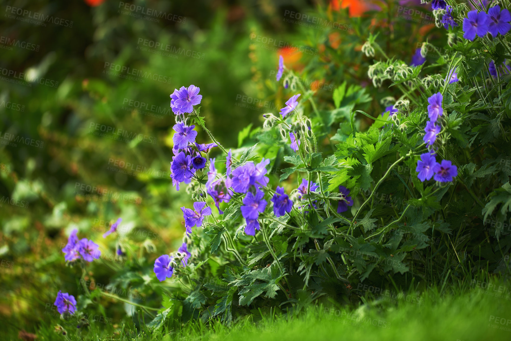 Buy stock photo Spring, flowers and plants in nature for wallpaper, healthy environment or blooming in sunshine. Purple geranium, bush or leaves in garden for growth, landscaping or Earth day awareness in background