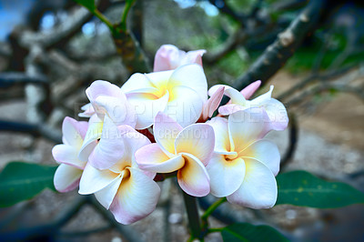 Buy stock photo Frangipani flowers, garden and outdoor in spring with leaves, trees and growth with sunshine in countryside. Landscape, plants and bloom with blossom, color and bush in environment in Colombia