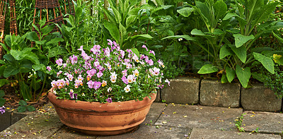 Buy stock photo Viola cornuta flowers, pot and garden in spring with leaves, ground and growth with sunshine in backyard. Landscape, plants and bloom with purple blossom, color and bush in environment in England