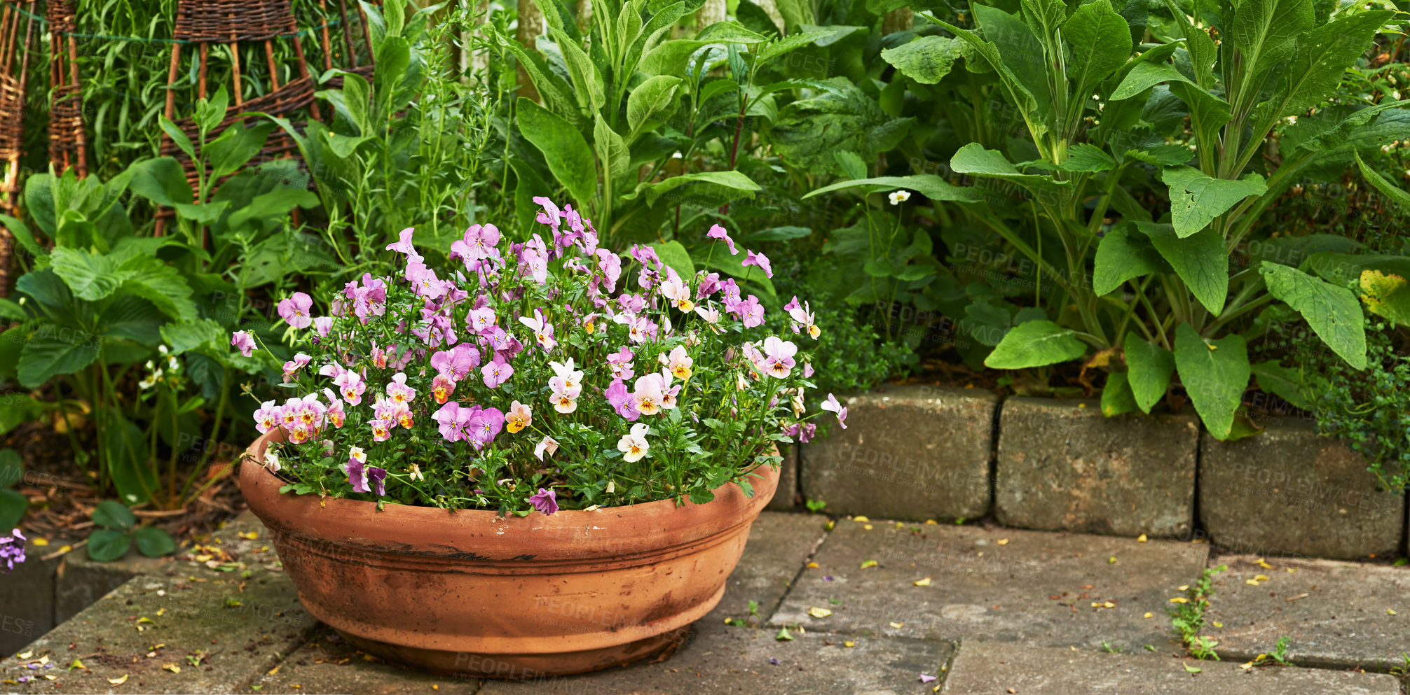 Buy stock photo Viola cornuta flowers, pot and garden in spring with leaves, ground and growth with sunshine in backyard. Landscape, plants and bloom with purple blossom, color and bush in environment in England