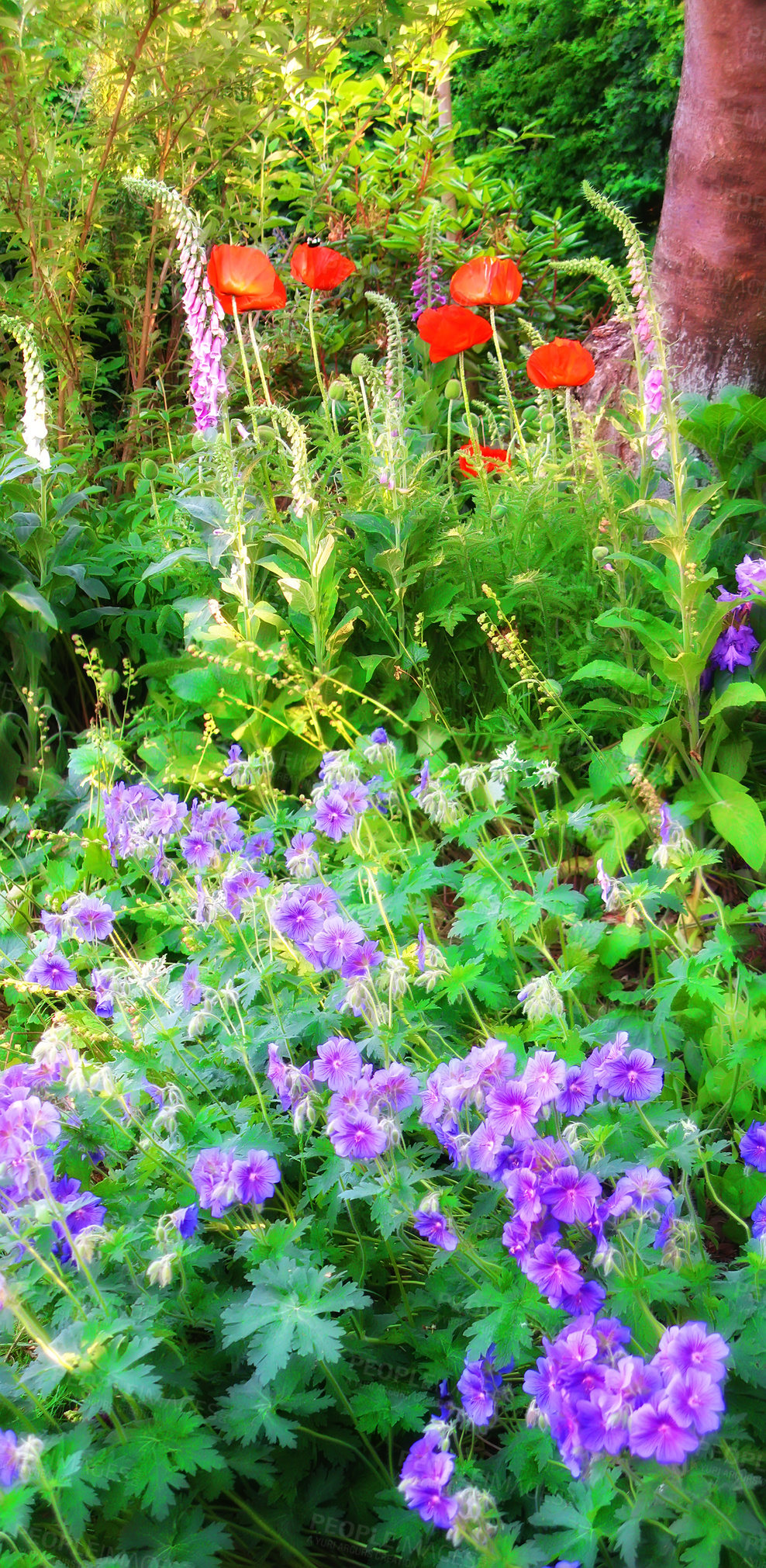 Buy stock photo A photo of the garden in summertime