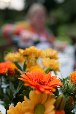 Buy stock photo Gerber, daisy and flower in garden outdoor for landscaping, sustainability and bloom scenery in backyard. Closeup, plants and natural environment with leaves, petals and eco-friendly gardening hobby