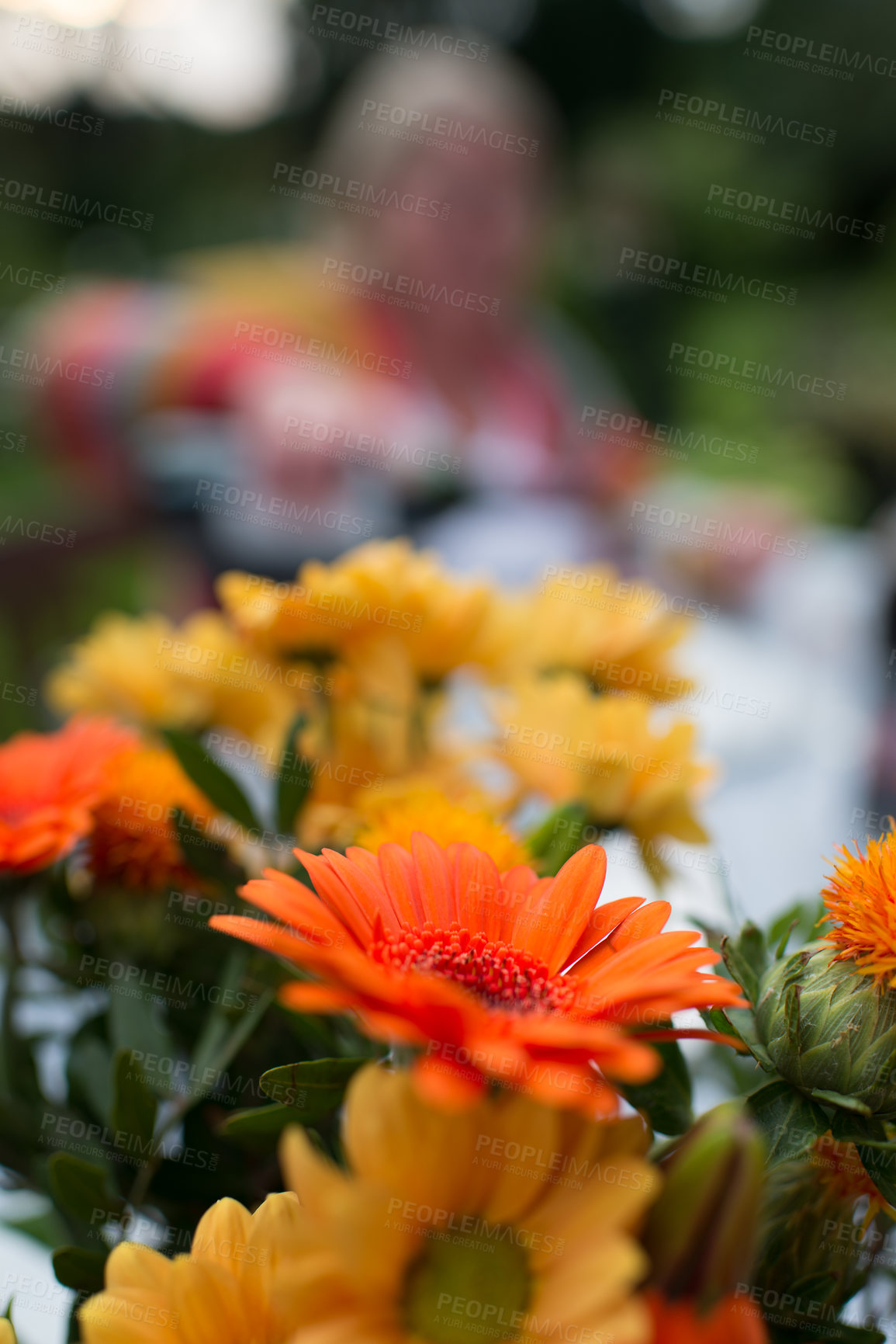 Buy stock photo Gerber, daisy and flower in garden outdoor for landscaping, sustainability and bloom scenery in backyard. Closeup, plants and natural environment with leaves, petals and eco-friendly gardening hobby