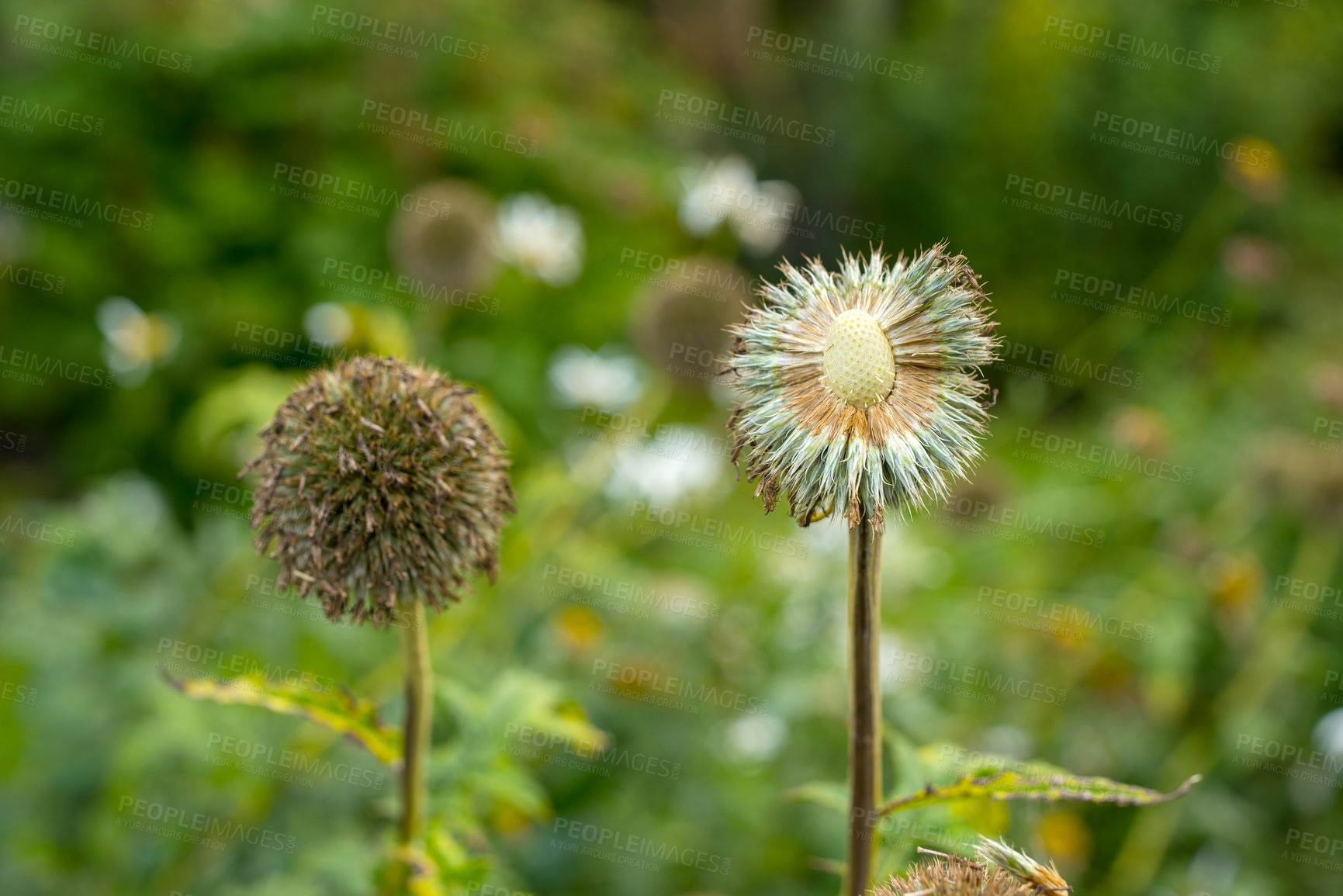 Buy stock photo Nature, growth and dandelion with flowers in garden for environment, sustainability and spring season. Grass ecology, meadow and biology with plants in countryside for botanical, bloom and ecosystem