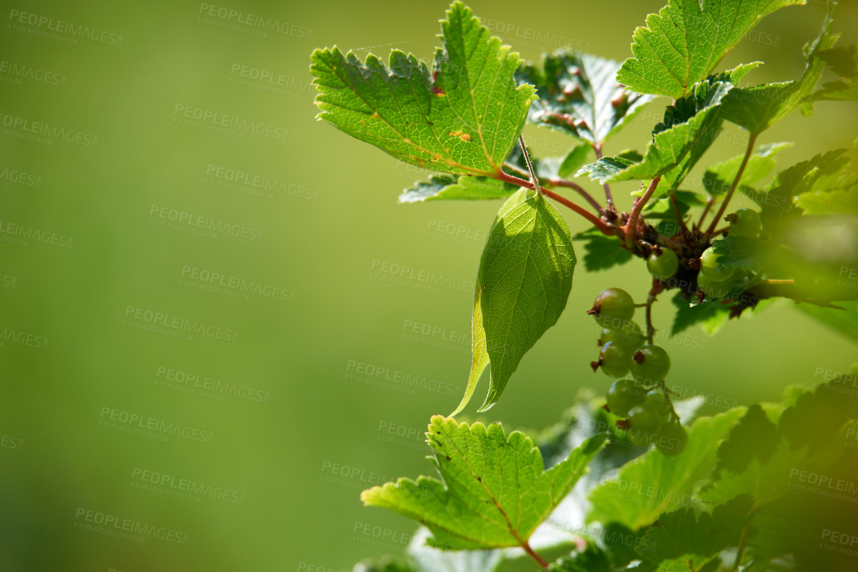 Buy stock photo Closeup of unripe green currants on leafy branch against green blurry background in nature. Red or black berries growing in meadow in early spring. Small fruits of a wild bush outside with copyspace