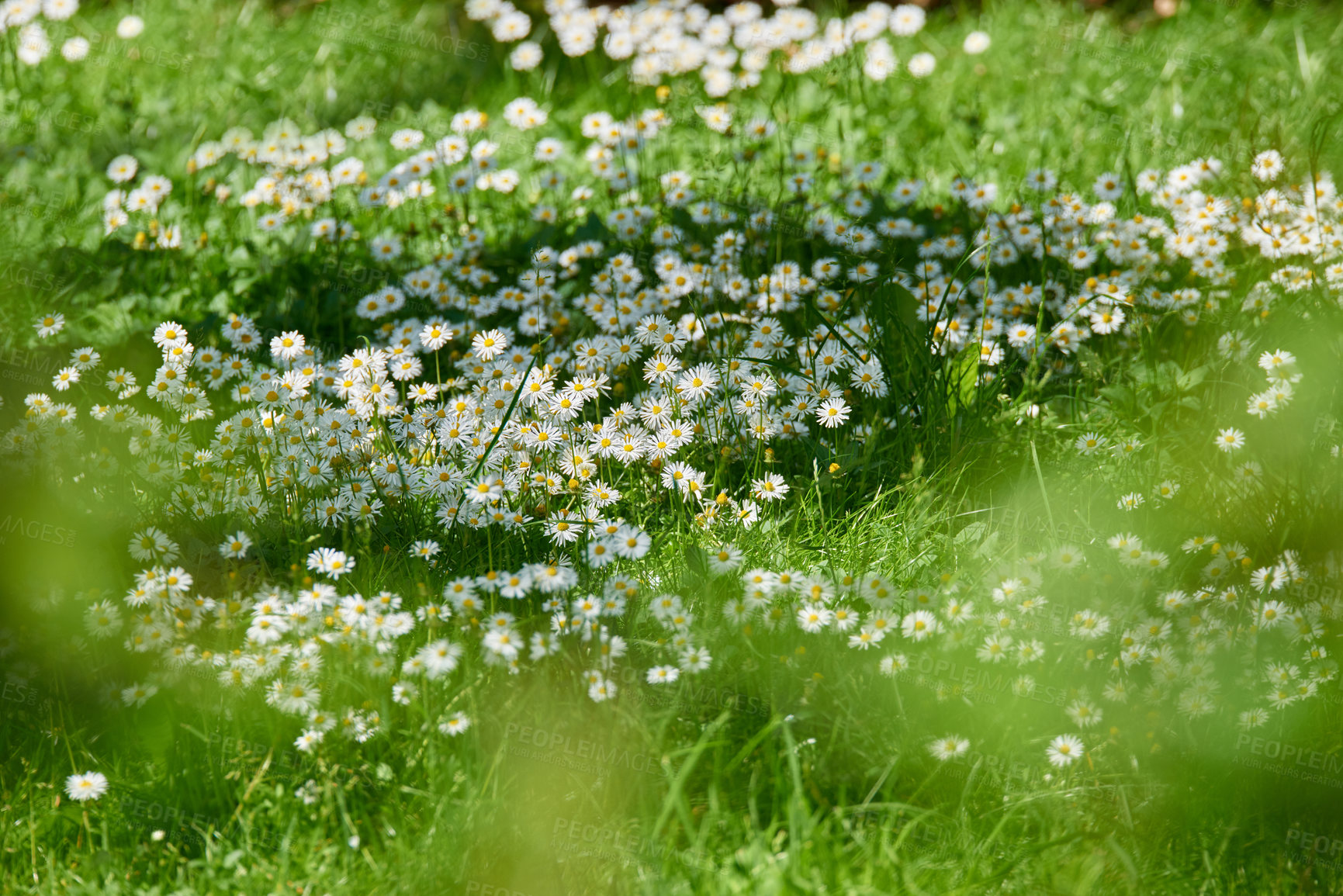 Buy stock photo A beautiful meadow in springtime full of flowering daisies with white yellow blossom and green grass. A meadow full of blooming daisies and grass, wild daisy flowers on a field on a sunny day.