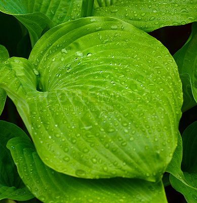 Buy stock photo Closeup of water dew drops on hostas leaves and plantain lilies in the backyard at home. Vibrant green leaf collecting condensation and fresh rain droplets. Texture and detail on a wet foliage plant