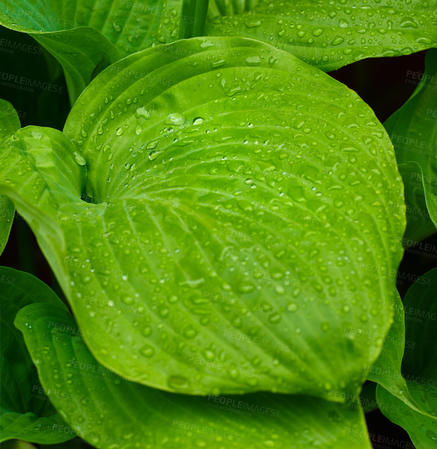 Buy stock photo Closeup of water dew drops on hostas leaves and plantain lilies in the backyard at home. Vibrant green leaf collecting condensation and fresh rain droplets. Texture and detail on a wet foliage plant