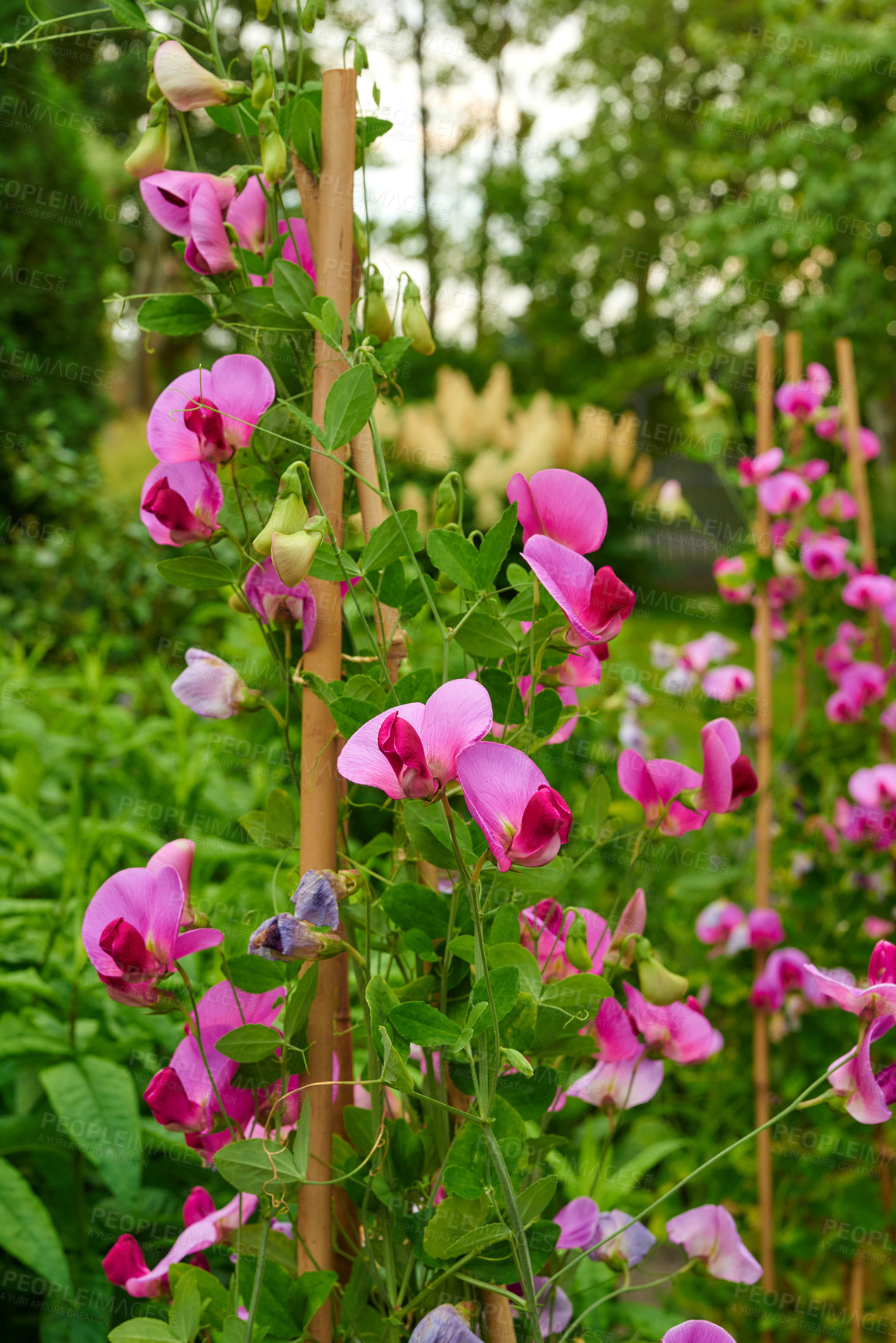 Buy stock photo Nature, growth and sweet pea with flowers in garden for environment, sustainability and spring season. Ecology, meadow and biology with plants in countryside for botanical, bloom and ecosystem