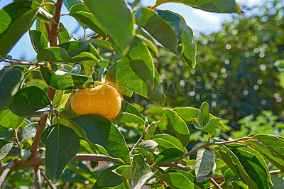 Buy stock photo A golden or yellow peach growing on a fruit tree or crop plant branch outdoors on a summer or spring day. Ripe harvest or organic food hanging on a lush green bush of a farm, plantation, or garden