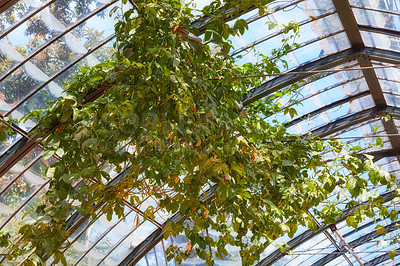 Buy stock photo Low angle of lush green leaves on greenhouse plant growing from roof, ceiling in botanical garden conservatory. Regulated climate glasshouse conditions for optimal horticulture, cultivation, ecology