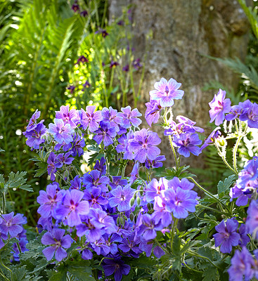 Buy stock photo Nature, environment and plants with flowers in garden for spring, sustainability and season. Ecology, meadow and biology with crane bill in countryside for botanical, bloom and ecosystem growth