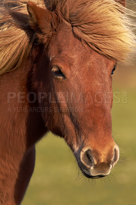 Buy stock photo Closeup of a chestnut horse with a shiny and soft brown coat and mane outdoors. Face with forehead and muzzle of a tame stallion or mare grazing on grassland in the countryside on a ranch in the sun