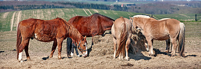 Buy stock photo Horse, group and countryside with farm, agriculture and grass with equestrian, riding animal and nature. Green, stallion and mare with herd and landscape, sustainable and pony in Ireland with hay