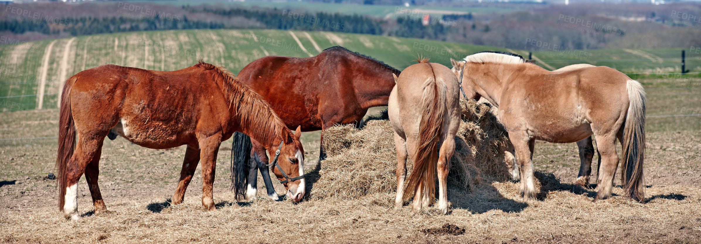 Buy stock photo Horse, group and countryside with farm, agriculture and grass with equestrian, riding animal and nature. Green, stallion and mare with herd and landscape, sustainable and pony in Ireland with hay