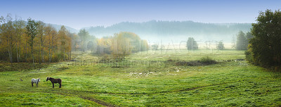 Buy stock photo Countryside, horses and meadow with green field, winter and mockup space with animal. Outdoor, nature and mare with grass, panoramic view and forest with mist, ground and serene landscape on farm