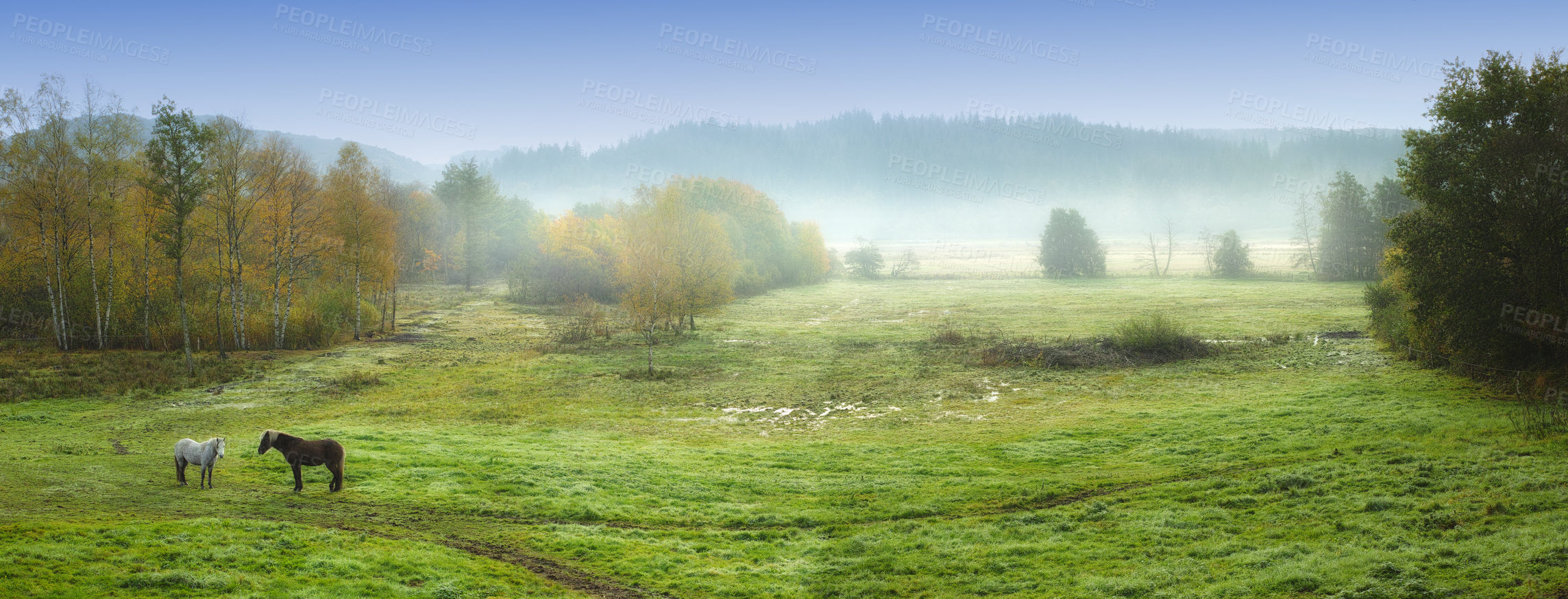 Buy stock photo Countryside, horses and meadow with green field, winter and mockup space with animal. Outdoor, nature and mare with grass, panoramic view and forest with mist, ground and serene landscape on farm