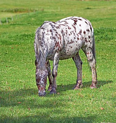 Buy stock photo Beautiful horse - in natural setting